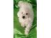 PoulaTo: Curly Bichon, όμορφα κουτάβια
